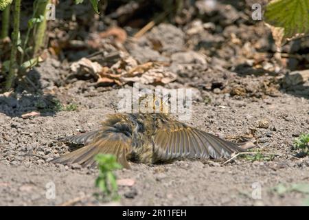 Europäisches Rotkehlchen (Erithacus rubecula), Sonnenbaden im Gemüsegarten, Großbritannien Stockfoto