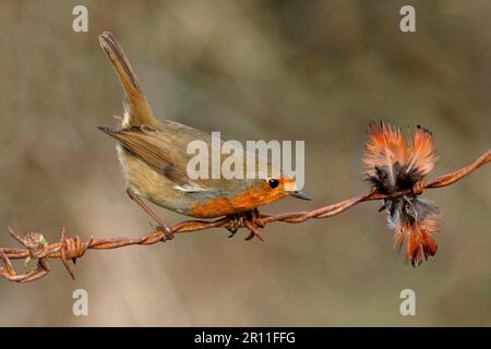 Europäisches Rotkehlchen (Erithacus rubecula), Erwachsener, sitzt auf einem rostigen Stacheldrahtzaun neben eingeschlossenen Federn, Leicestershire, England, United Stockfoto