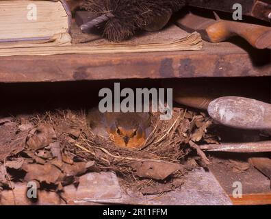 Europäisches Robin (Erithacus rubecula) Bruteier im Nest, auf dem Werkzeugschuppenregal (S) Stockfoto