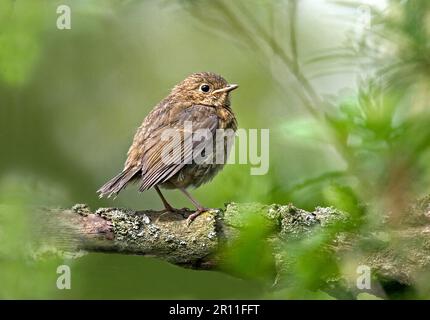 Europäisches Robin (Erithacus rubecula), Singvögel, Tiere, Vögel, Europäisches Robin Juvenile, Washington, West Sussex, England, Vereinigtes Königreich Stockfoto