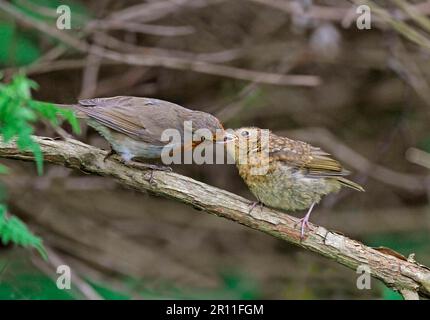 Europäisches Rotkehlchen (Erithacus rubecula), erwachsener Jugendlicher, auf einer Zweigstelle sitzend, West Sussex, England, Vereinigtes Königreich Stockfoto