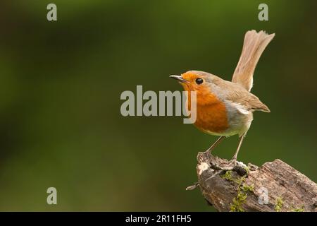 Europäischer Robin (Erithacus rubecula), Erwachsener, mit gespanntem Schwanz, hoch oben auf dem Stumpf, Norfolk, England, Vereinigtes Königreich Stockfoto