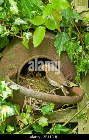 Europäisches Rotkehlchen (Erithacus rubecula), ausgewachsen, Küken im Nest füttern, in altem Eisenkessel nisten nisten, Sussex, England, Vereinigtes Königreich Stockfoto