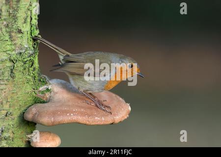 Europäisches Rotkehlchen (Erithacus rubecula), Erwachsener, auf Birkenpolypore (Piptoporus betulinus) sitzend, Leicestershire, England, Winter Stockfoto