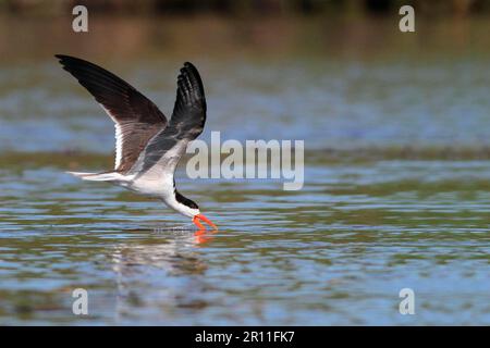 afrikanischer Skimmer (Rynchops flavirostris), Erwachsener, im Flug, Fütterung durch Abschöpfen der Wasseroberfläche, Okavango Delta, Botsuana Stockfoto
