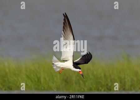 Black Skimmer (Rynchops niger), Erwachsener, im Flug, Bolivar Flats, Upper Texas Coast, Texas (U.) S. A. Stockfoto