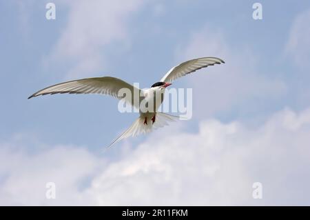 Arctic Tern (Sterna paradisea), Erwachsener, im Flug, Farne Islands, Northumberland, England, Vereinigtes Königreich Stockfoto