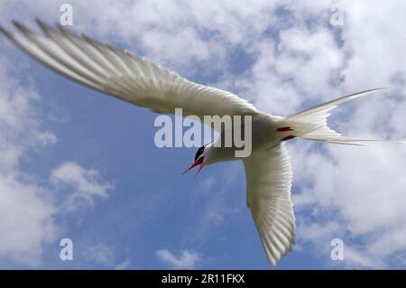 Arktische Tern (Sterna paradisea), Erwachsener, im Flug, anrufend, Farne-Inseln, Northumberland, England, Vereinigtes Königreich Stockfoto