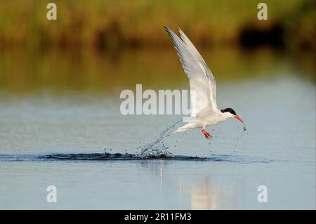 Arktische Tern (Sterna paradisea), Erwachsener, im Flug, aus dem Wasser mit Nahrung, Island Stockfoto