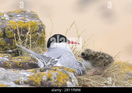 Arktische Seeschwalben (Sterna paradisea) arktische Tern, Tiere, Vögel, arktische Tern Erwachsene mit Küken, auf Nest mit Blick auf den Strand sitzend, Inner Farne, Farne Stockfoto