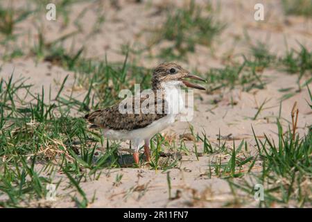 Afrikanische Skimmers (Rynchops flavirostris), Tiere, Vögel Skimmer Küken, auf Sandbank stehend, Okavango Delta, Botsuana Stockfoto