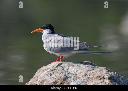 Fluss Tern (Sterna aurantia), Erwachsener, auf Felsen neben Wasser, Ranganathittu, Karnataka, Indien Stockfoto