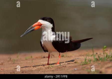 Black Skimmer (Rynchops niger), Erwachsener, am Flussufer, Cuiaba River, Mato Grosso, Brasilien Stockfoto