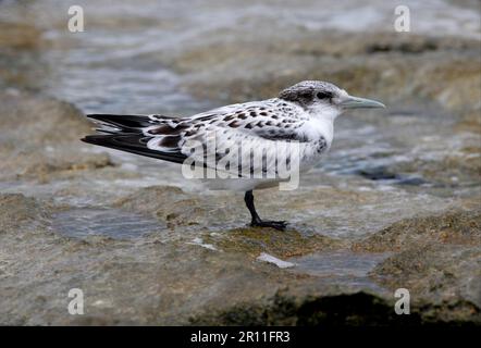 Crested Tern (Sterna bergii) juvenile, stehend am Korallenriff, Lady Elliot Island, Queensland, Australien Stockfoto