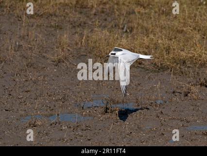 Ausgewachsene Seehne (Gelochelidon nilotica), nicht zuchtendes Gefieder, im Flug über Schlamm, Cairns, Queensland, Australien Stockfoto