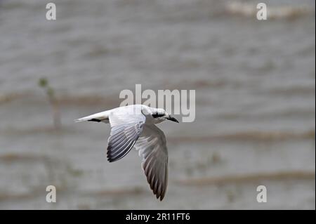 Adulte Seehne (Gelochelidon nilotica), nicht zuchtendes Gefieder, im Flug über Wasser, Cairns, Queensland, Australien Stockfoto