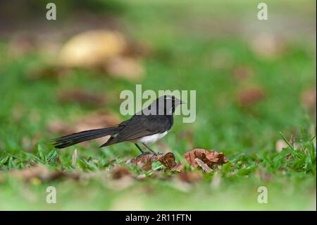 Willy Wagtail, Garden Fantails, Garden Fantail, Singvögel, Tiere, Vögel, Willie Wagtail (Rhipidura leucophrys) Stockfoto