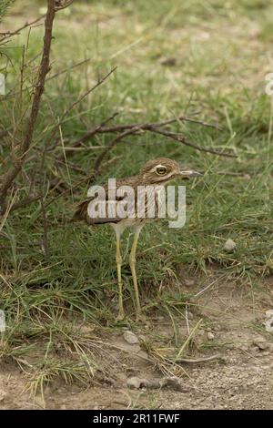 Wasserdickknie (Burhinus vermiculatus), Wasserturlew, Tiere, Vögel, Watvögel, Water Thick Knee, Ndutu, Serengeti, Tansania, Slg Stockfoto