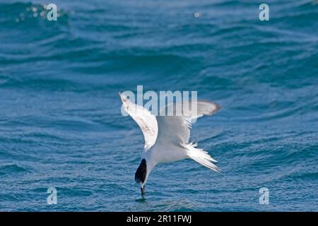 Weissstirniger Tern (Sterna striata) unreif, im Flug über See, Fütterung aus der Wasseroberfläche, Neuseeland Stockfoto