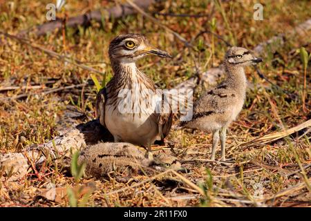 Senegalesisches Fettknie (Burhinus senegalensis), ausgewachsen mit zwei Küken, im Nest in der frühen Morgensonne, Gambia Stockfoto