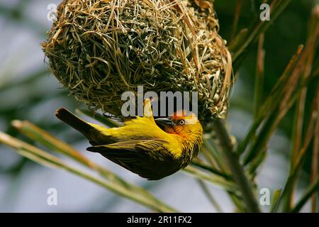 Kapweber (Ploceus capensis), männlich, ausgewachsen, am Nest festgeklemmt, Shamwari Wildreservat, Ostkap, Südafrika Stockfoto