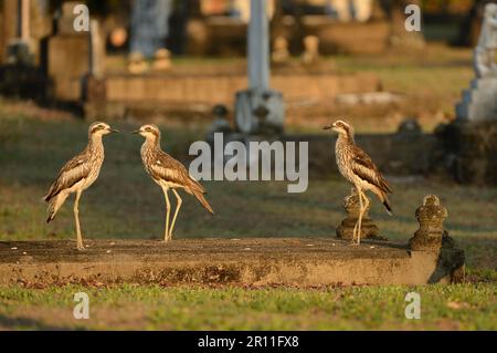 Busch dickes Knie (Burhinus grallarius) drei Erwachsene, auf Friedhof, Cairns, Queensland, Australien Stockfoto