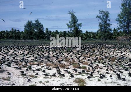 Seeteufel (Onychoprion fuscatus), Russische Tern, Russische Tern, Russische Terns, Terns, Tiere, Vögel, Herde von Sooty Tern (Sterna fuscata). Am Beach Bird Stockfoto