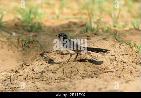 Willy Wagtail, Garden Fantails, Garden Fantail, Singvögel, Tiere, Vögel, Willie Wagtail (Rhipidura leucophrys) Stockfoto