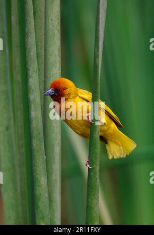 Goldener Palmenweber (Ploceus bojeri), männlich, männlich, in Zuchtgefieber, auf Schilf sitzend, Kenia Stockfoto