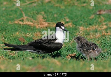 Seeteufel (Onychoprion fuscatus), Russische Tern, Russische Tern, Russische Terns, Terns, Tiere, Vögel, Sooty Tern (Sterna fuscata), Erwachsene mit Küken Stockfoto