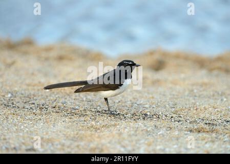 Willy Wagtail, Garden Fantails, Garden Fantail, Singvögel, Tiere, Vögel, Willie Wagtail (Rhipidura leucophrys) Stockfoto