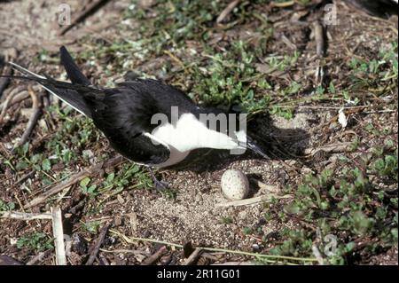 Seeteufel (Onychoprion fuscatus), Russische Tern, Russische Tern, Russische Terns, Terns, Tiere, Vögel, Sooty Tern (Sterna fuscata) kommen zum Nest Stockfoto