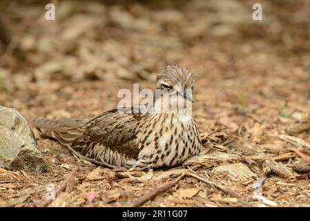 Busch dickes Knie (Burhinus grallarius), Erwachsener, sitzt auf Nest, Melbourne, Victoria, Australien Stockfoto