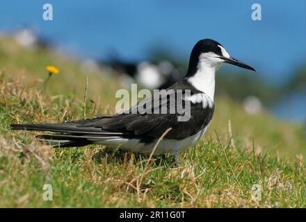 Seeteufel (Onychoprion fuscatus), Russische Tern, Russische Tern, Russische Terns, Terns, Tiere, Vögel, Sooty Tern (Sterna fuscata) auf Gras/Lord Howe Stockfoto