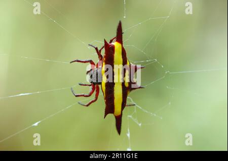 Andere Tiere, Spinnen, Arachniden, Tiere, Netzspinnen, Spiny Orb-Weaver Spider (Gasteracantha fornicata), Erwachsener, im Internet, Millaa Millaa Stockfoto