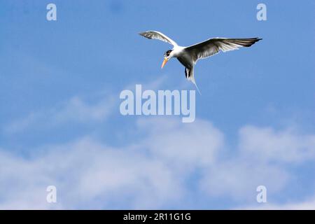 Royal Tern (Sterna Maxima), Florida Stockfoto