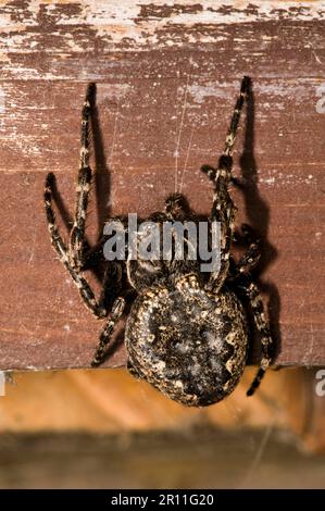 Walnuss-Spinnen (Nuctenea umbratica), Kreuzspinnen mit Schlitz, Kreuzspinnen mit Schlitz, andere Tiere, Spinnen, Arachniden, Tiere, Radnetz Stockfoto