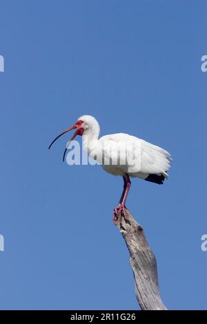 Weißer Ibis für Erwachsene (Eudocimus albus), florida Stockfoto