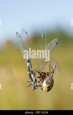 Schilfradspinne, Furchenspinne (Larinioides cornutus), Schilfradspinne, andere Tiere, Spinnen, Arachniden, Tiere, Radspinnen, Furchen Stockfoto