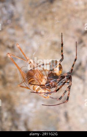 Höhlenkreuz, Höhlenkreuz, Höhlenkreuz, Höhlenkreuz, andere Tiere, Spinnen, Arachniden, Tiere, Streamer-Spinnen, europäisch Stockfoto