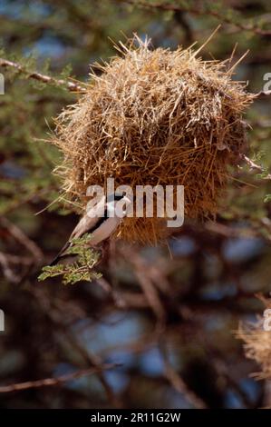 Schwarzkappen-Social Weaver, Schwarzkappen-Social Weaver, Singvögel, Tiere, Vögel, Webervögel (Pseudonigrita cabanisi) Stockfoto