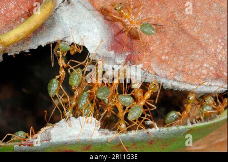 Asiatische Weberameise, Weberameise (Oecophylla smaragdina), andere Tiere, Insekten, Tiere, Ameisen, Weaver Ameisenkolonie, zwei Blätter zusammennähen, um sie zu reparieren Stockfoto