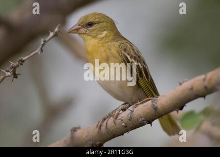 Speke's Weaver (Ploceus spekei), Tansania, Afrika Stockfoto