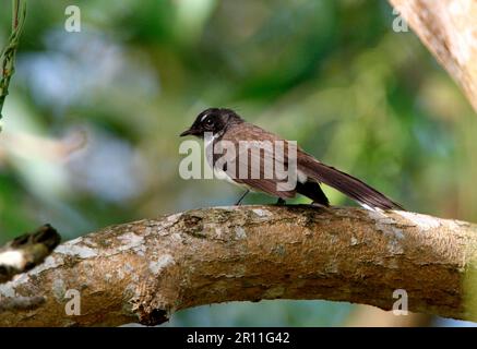 Malayanische Fantail, malayanische Fantails, Singvögel, Tiere, Vögel, Rattenfantail (Rhipidura javanica longicauda), Erwachsener, hoch oben auf Sabah, Borneo, Malaysia Stockfoto