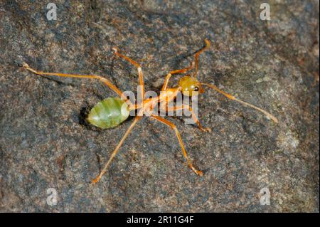 Asiatische Weaver Ant, Weberameisen (Oecophylla smaragdina), andere Tiere, Insekten, Tiere, Ameisen, Green Weaver Ant, Erwachsener, Cape Hillsborough, Queensland Stockfoto