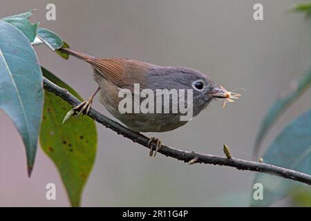 Graukariertes Fulvetta (Alcippe morrisonia), Erwachsener, mit Insektenbeute im Schnabel, Qingcheng Hou Shan, Sichuan, China Stockfoto