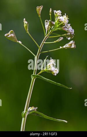 Gewöhnliche (Capsella bursa-pastoris) Shepherd's Handtasche Stockfoto