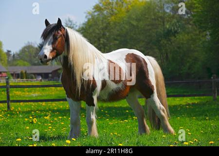 Tinkerpferd, irischer Tinkergeling Stockfoto