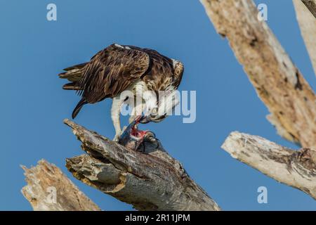 Westliche Fischadler (Pandion haliaetus), Florida Stockfoto