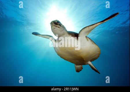 Hawksbill Meeresschildkröte (Eretmochelys imbricata), Kanarische Inseln, Spanien, Europa, Atlantik Stockfoto